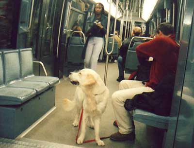 metrodog1