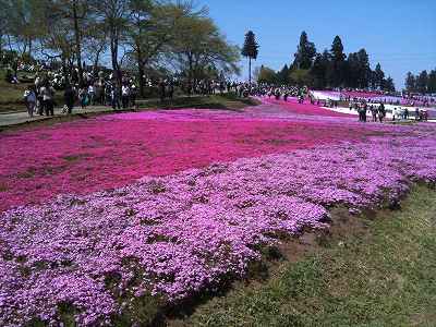 秩父羊山公園2010　02