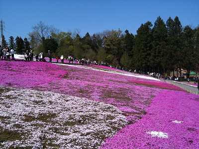 秩父羊山公園2010　03