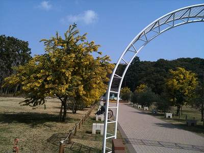 代々木公園　ミモザ02