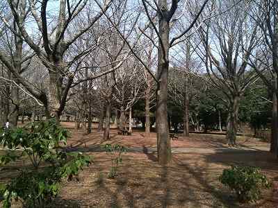 代々木公園　銀杏04