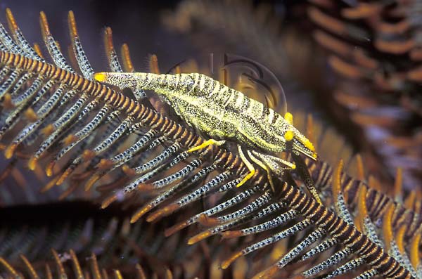 Crinoid1