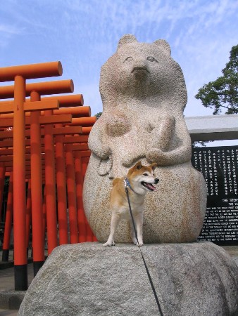 たぬきとヤイバ