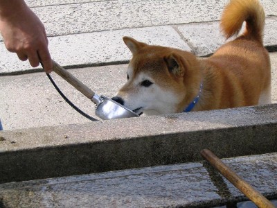 お水飲んでます