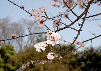 杏の花