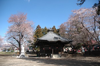 旧群馬町の観音寺と桜