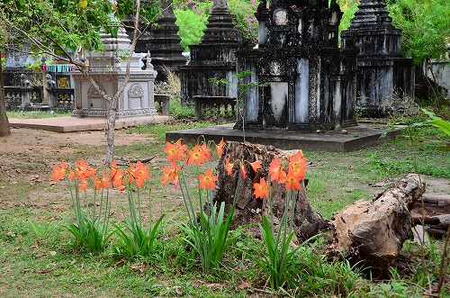 ヴェトナム・カンボジア旅行記（14） カンボジアの花 バスリコのつぶやき 楽天ブログ