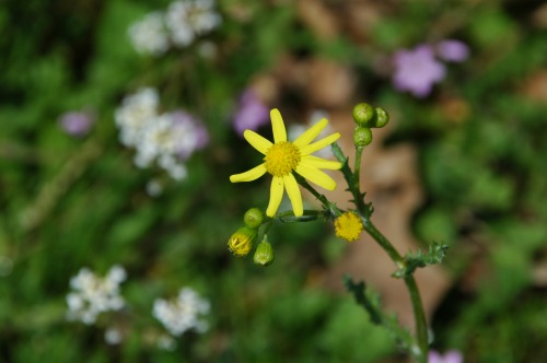 可憐な野草の花