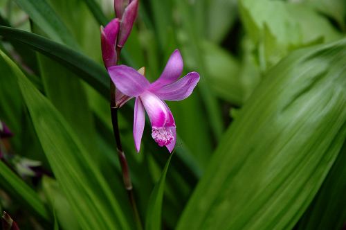 シランの花