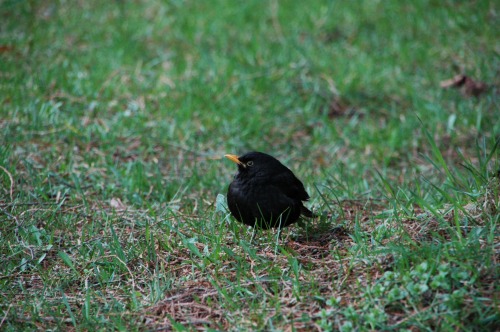 ホテルの庭にいた鳥