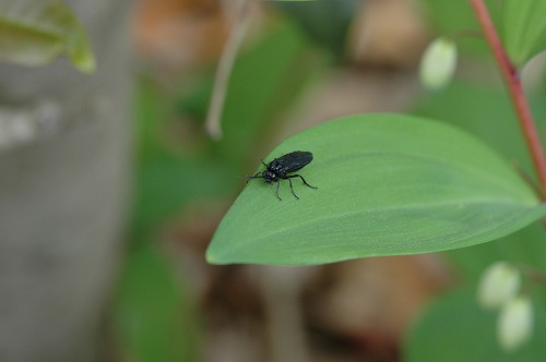 アマドコロの葉にいる黒い虫
