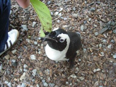 ペンギン葉っぱとられる.jpg