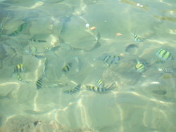 魚