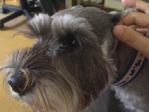 耳洗浄中
