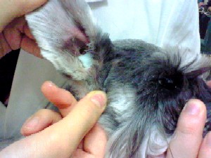 病院で耳洗浄