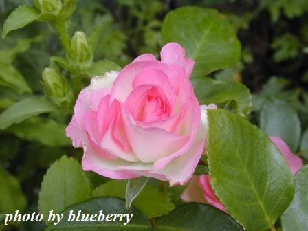 イトソマ植えてみませんか その他 お花の写真あり 花が好きドットコム 園芸 楽天広場版 楽天ブログ