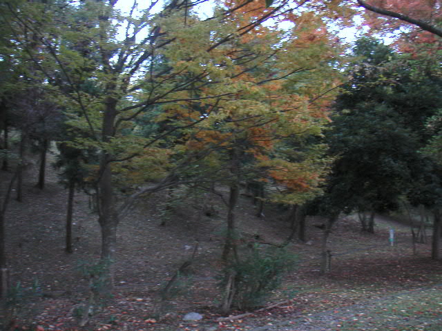 公園の秋深まる