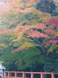 上賀茂神社の紅葉
