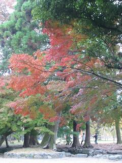 上賀茂神社の紅葉２