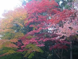 上賀茂神社の紅葉３