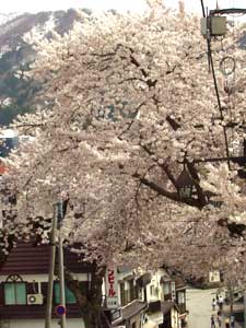 雪山に桜いいです。。。ことしは二回もお花見ができてよかったす。。。　満開や～