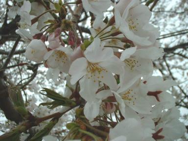 桜１.jpg