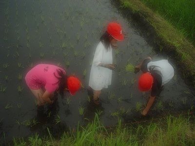 田植えでございます♪