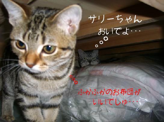 押入れ２にゃん