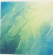 106ホタルの会かのんさん