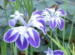 　１０６白川かきつばた