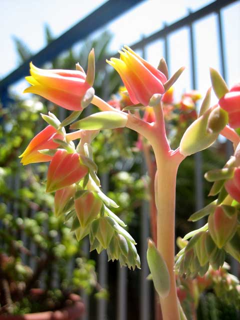 サボテンの花　アップ