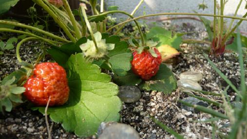 いちご2