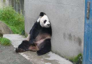 panda.gif.jpg