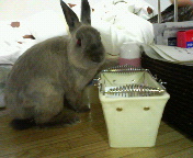 ☆ガーネットくん☆