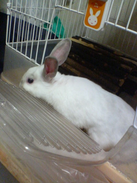 ☆ティファちゃん☆