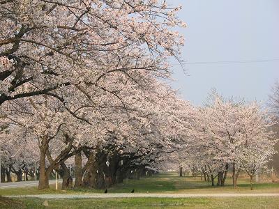 桜並木