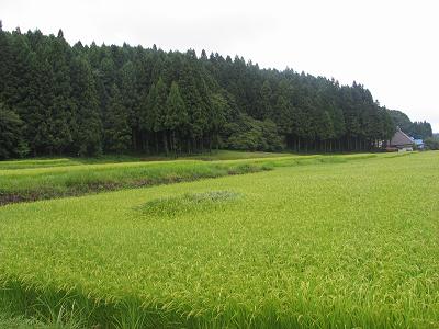 田んぼ