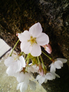 名残の花