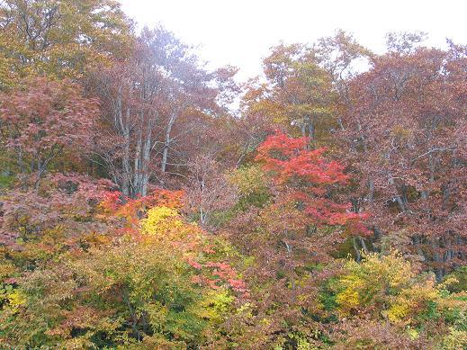 紅葉