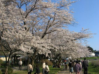 岩手の桜