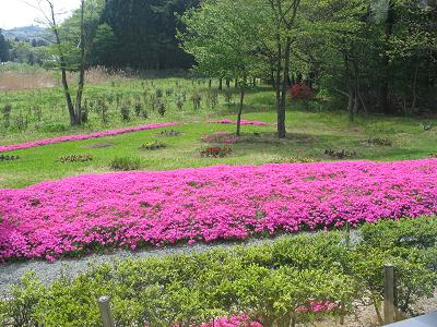 芝桜