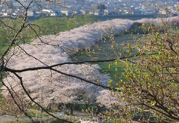 桜のトンネル