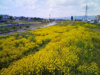 菜の花