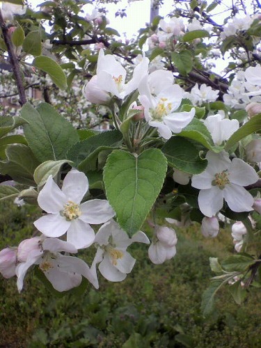 さくらんぼの花