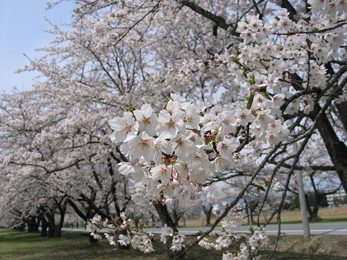 見返り桜