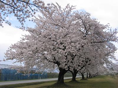 桜