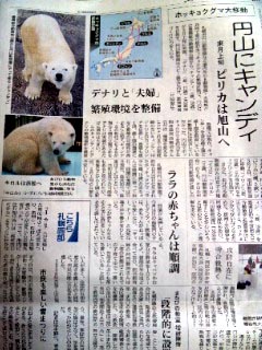 白クマ大移動