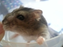チョロ松