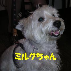 ミルクちゃん.JPG