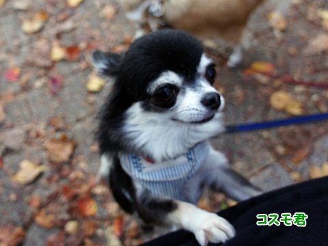 yomotsuku20111126-5.JPG